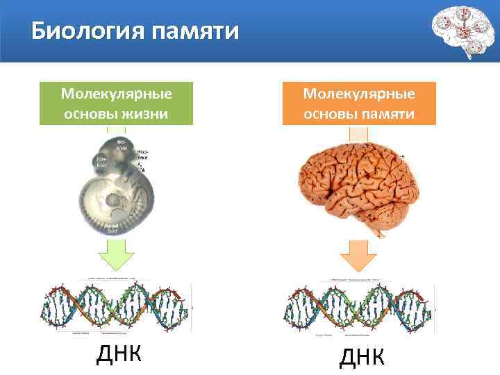 Основы памяти. Молекулярные основы памяти. Биологические основы памяти. Молекулярные основы и механизмы памяти. Молекулярные основы жизни.