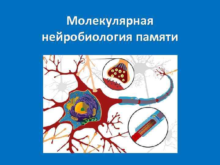 Молекулярная нейробиология памяти 
