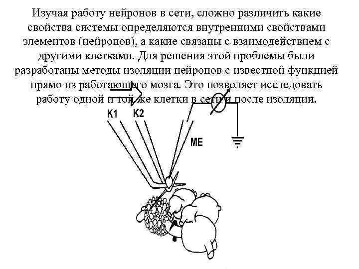 Изучая работу нейронов в сети, сложно различить какие свойства системы определяются внутренними свойствами элементов