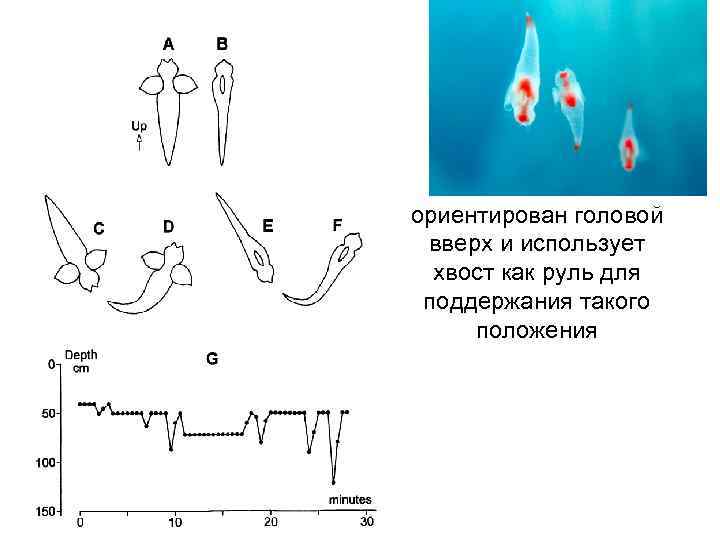 Обычно клион ориентирован головой вверх и использует хвост как руль для поддержания такого положения