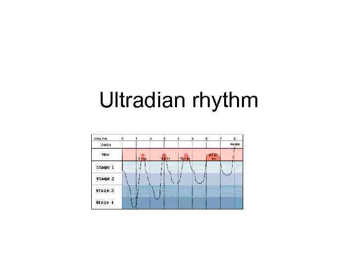 Ultradian rhythm 
