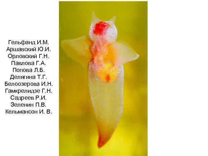 Гельфанд И. М. Аршавский Ю. И. Орловский Г. Н. Павлова Г. А. Попова Л.