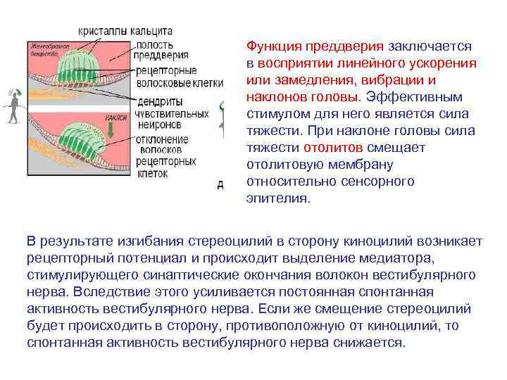 Функция преддверия заключается в восприятии линейного ускорения или замедления, вибрации и наклонов головы. Эффективным