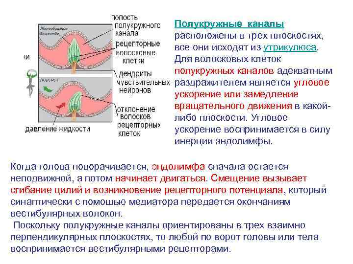 Полукружные каналы расположены в трех плоскостях, все они исходят из утрикулюса. Для волосковых клеток