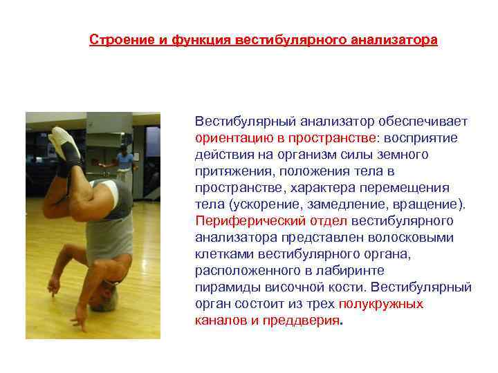 Строение и функция вестибулярного анализатора Вестибулярный анализатор обеспечивает ориентацию в пространстве: восприятие действия на