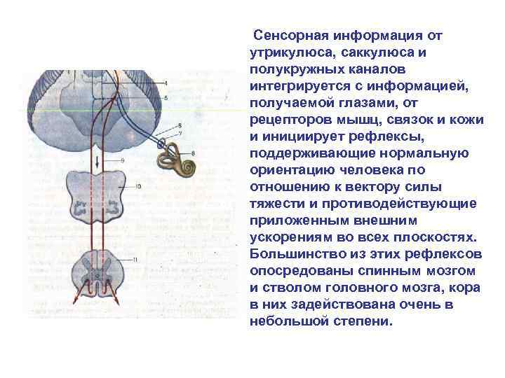 Схемы вестибулярного анализатора