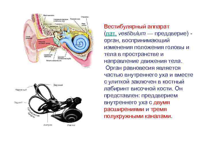 Вестибулярный аппарат (лат. vestibulum — преддверие) - орган, воспринимающий изменения положения головы и тела