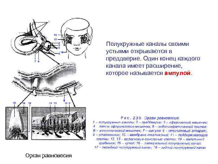 Полукружные каналы своими устьями открываются в преддверие. Один конец каждого канала имеет расширение, которое