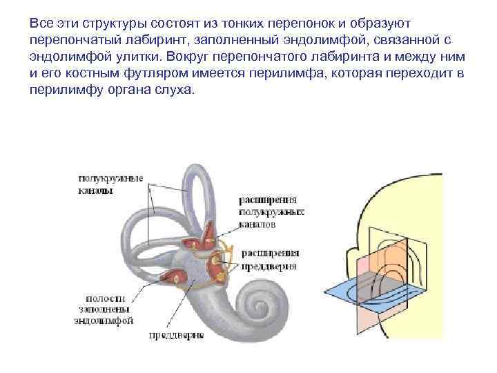 Все эти структуры состоят из тонких перепонок и образуют перепончатый лабиринт, заполненный эндолимфой, связанной