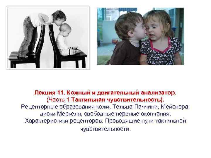 Лекция 11. Кожный и двигательный анализатор. (Часть 1 -Тактильная чувствительность). Рецепторные образования кожи. Тельца