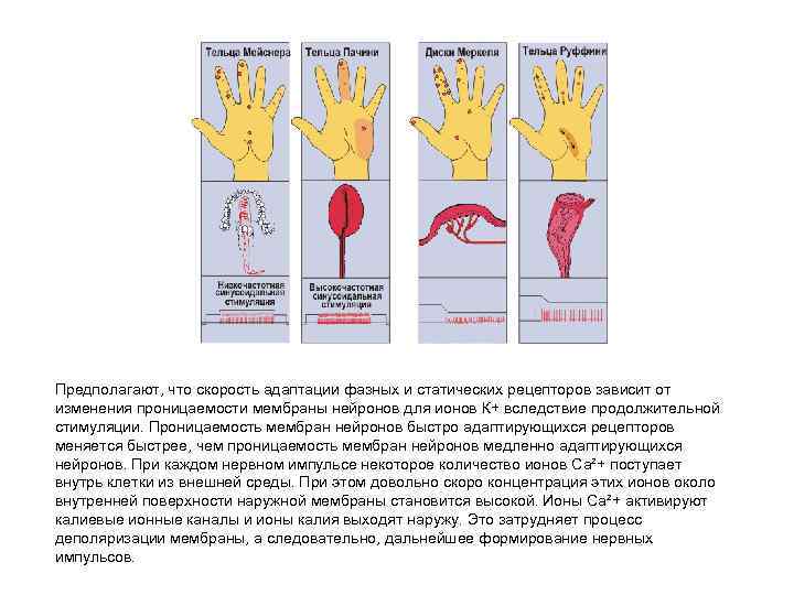 Предполагают, что скорость адаптации фазных и статических рецепторов зависит от изменения проницаемости мембраны нейронов