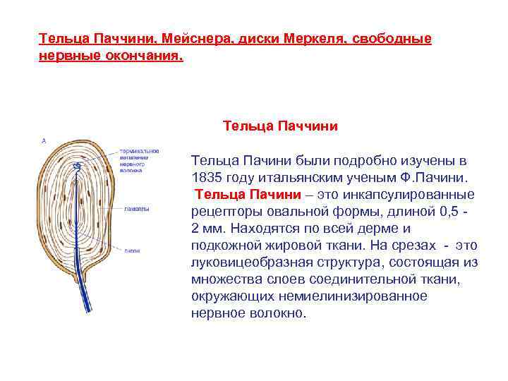 Тельце мейснера рисунок