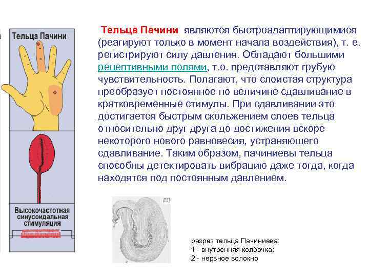  Тельца Пачини являются быстроадаптирующимися (реагируют только в момент начала воздействия), т. е. регистрируют