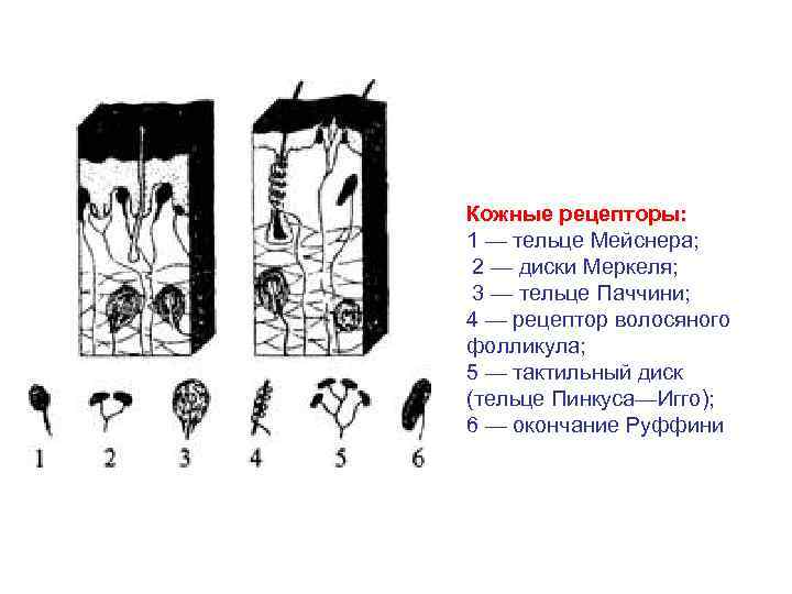 Определите название частей тельца пачини обозначенных на рисунке цифрами 1 и 2