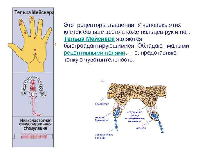 Тельце мейснера рисунок