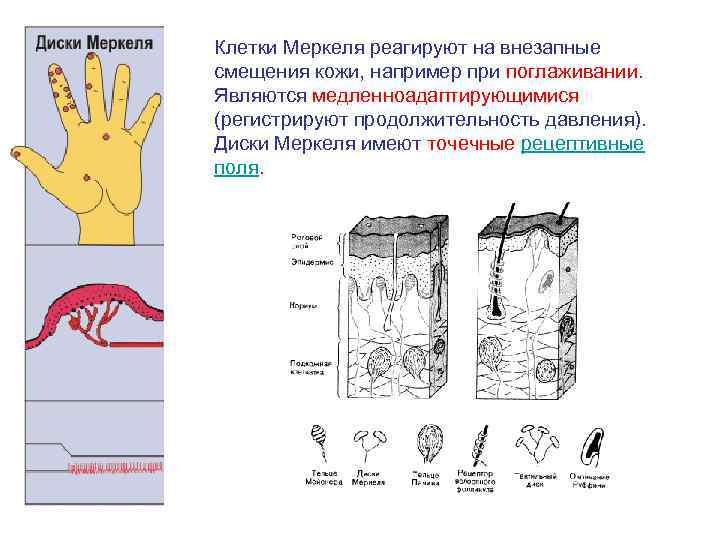 Клетки Меркеля реагируют на внезапные смещения кожи, например при поглаживании. Являются медленноадаптирующимися (регистрируют продолжительность