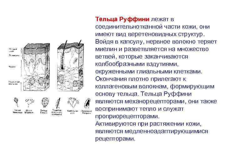 Тельца Руффини лежат в соединительнотканной части кожи, они имеют вид веретеновидных структур. Войдя в