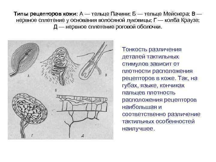 Типы рецепторов кожи: А — тельце Пачини; Б — тельце Мейснера; В — нервное