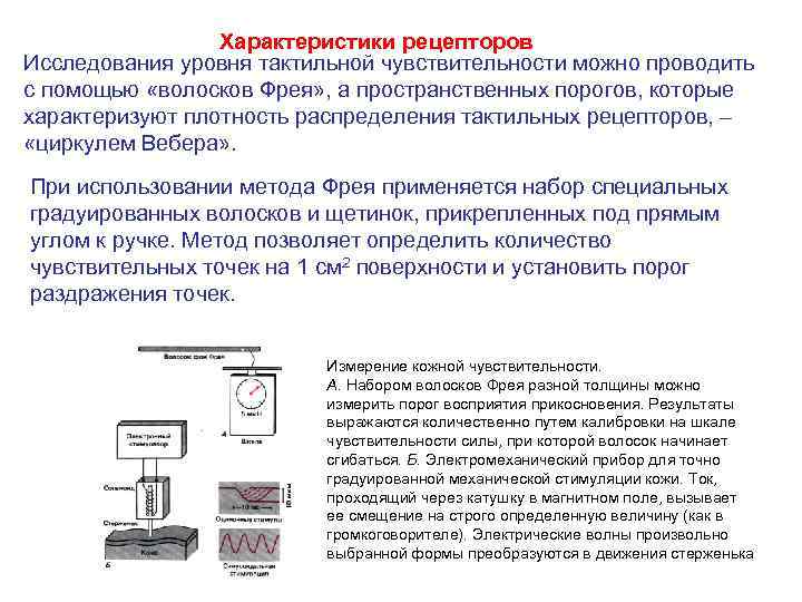 Характеристики рецепторов Исследования уровня тактильной чувствительности можно проводить с помощью «волосков Фрея» , а