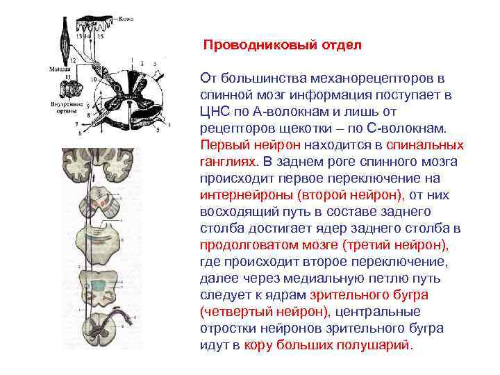 Схема двигательного анализатора