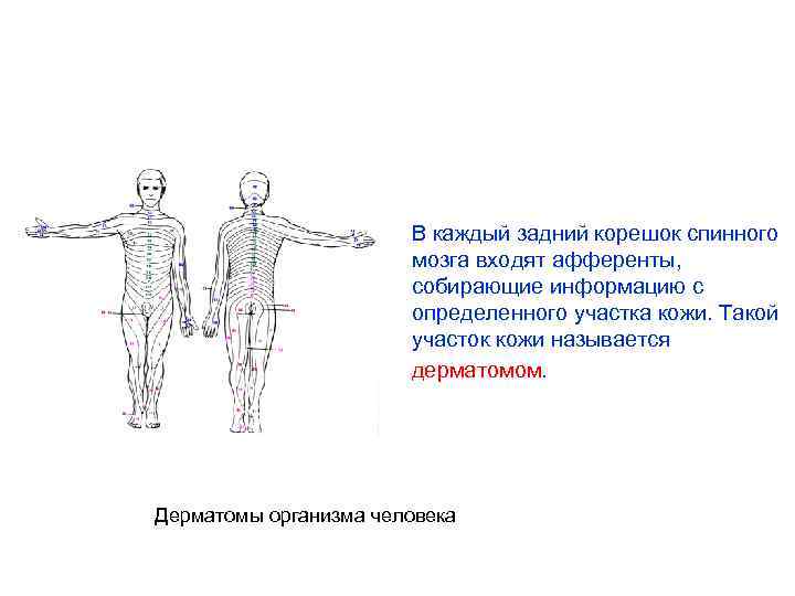 В каждый задний корешок спинного мозга входят афференты, собирающие информацию с определенного участка кожи.