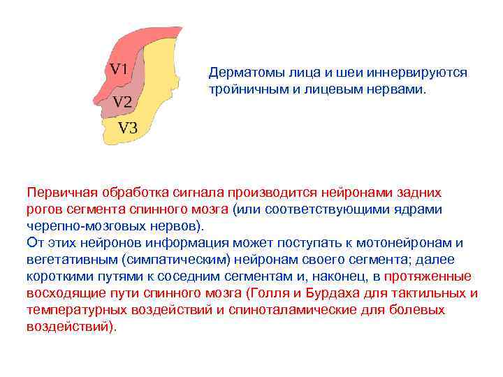 Дерматомы лица и шеи иннервируются тройничным и лицевым нервами. Первичная обработка сигнала производится нейронами