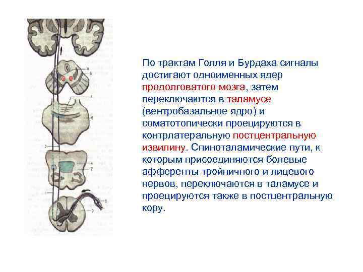 Пучок бурдаха и голля схема