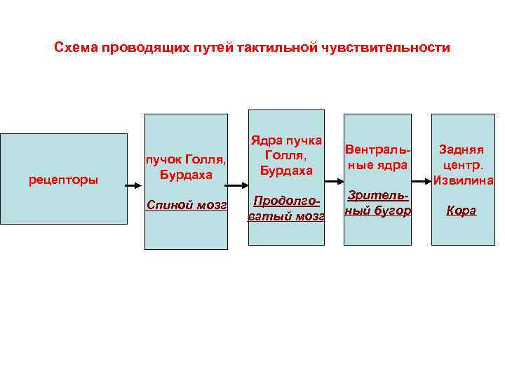 Схема осязательного анализатора