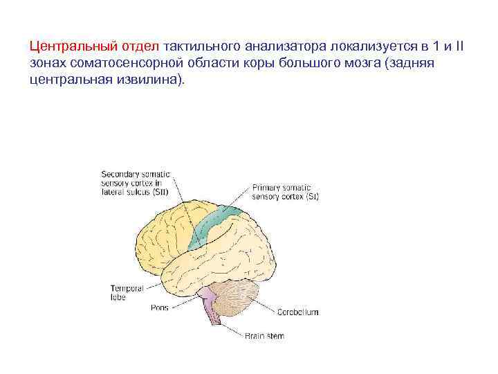 Центральный отдел тактильного анализатора локализуется в 1 и II зонах соматосенсорной области коры большого