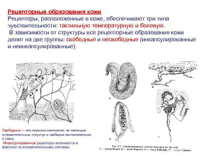 Рецепторные образования кожи Рецепторы, расположенные в коже, обеспечивают три типа чувствительности: тактильную температурную и