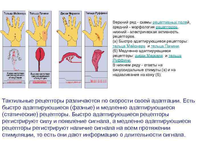 Верхний ряд - схемы рецептивных полей, средний - морфология рецепторов, нижний - электрическая активность