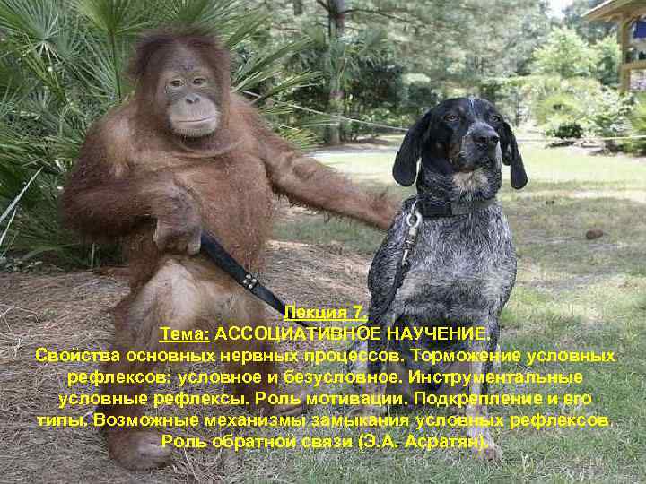 Лекция 7. Тема: АССОЦИАТИВНОЕ НАУЧЕНИЕ. Свойства основных нервных процессов. Торможение условных рефлексов: условное и