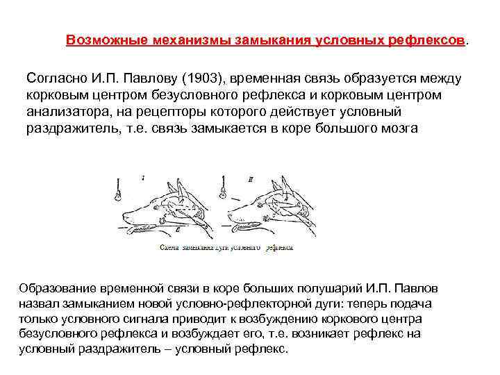 Возможные механизмы замыкания условных рефлексов. Согласно И. П. Павлову (1903), временная связь образуется между