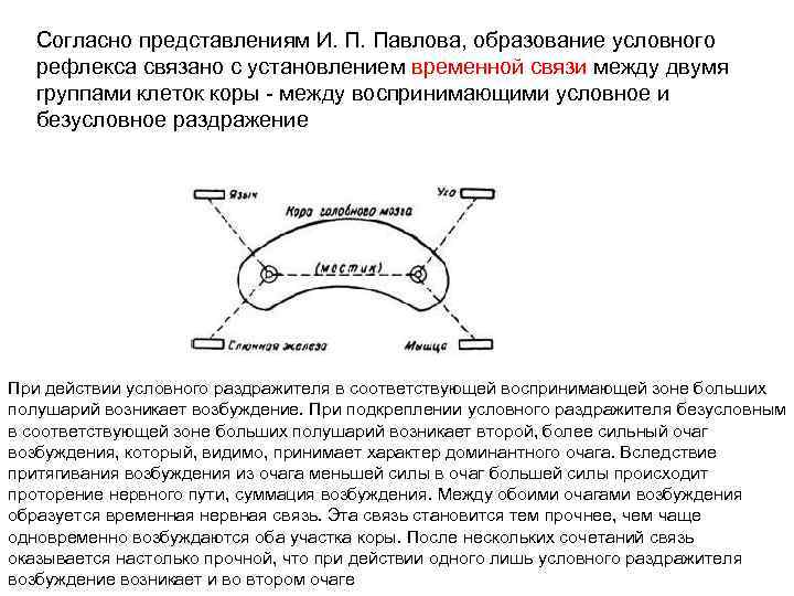 Согласно представлениям И. П. Павлова, образование условного рефлекса связано с установлением временной связи между