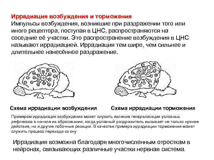 Иррадиация возбуждения и торможения Импульсы возбуждения, возникшие при раздражении того или иного рецептора, поступая