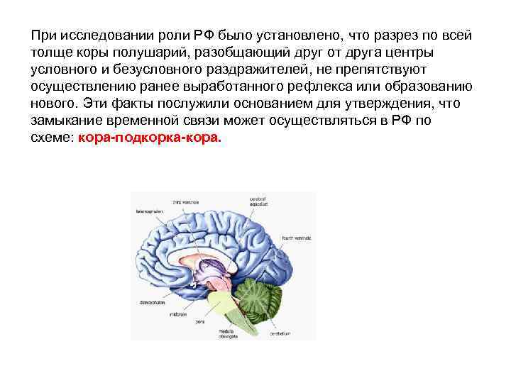При исследовании роли РФ было установлено, что разрез по всей толще коры полушарий, разобщающий