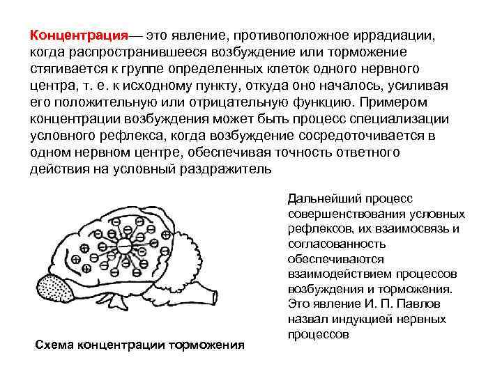 Концентрация— это явление, противоположное иррадиации, когда распространившееся возбуждение или торможение стягивается к группе определенных