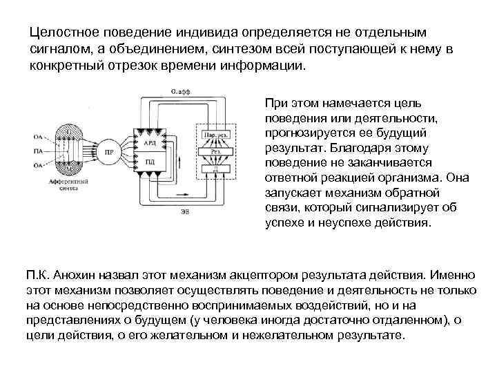 Целостное поведение индивида определяется не отдельным сигналом, а объединением, синтезом всей поступающей к нему