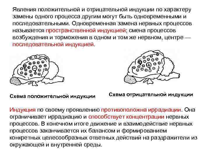 Явления положительной и отрицательной индукции по характеру замены одного процесса другим могут быть одновременными