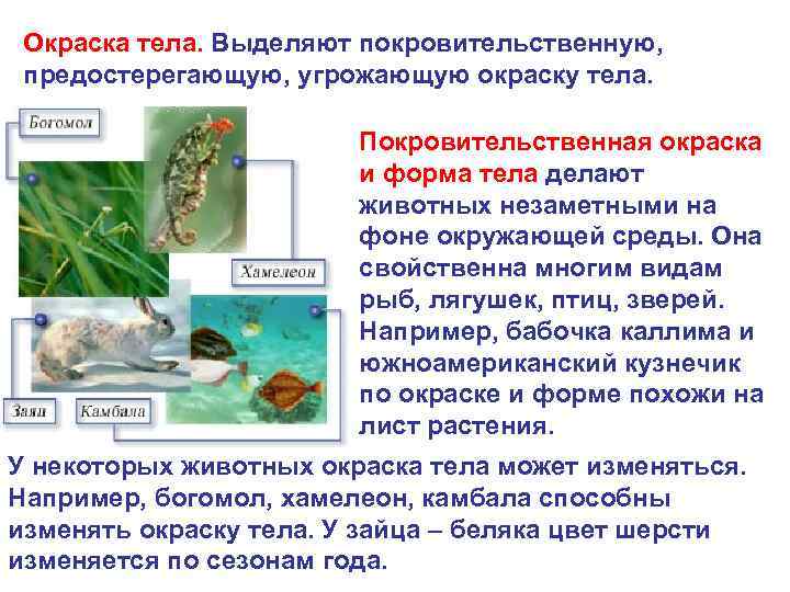 Окраска тела. Выделяют покровительственную, предостерегающую, угрожающую окраску тела. Покровительственная окраска и форма тела делают