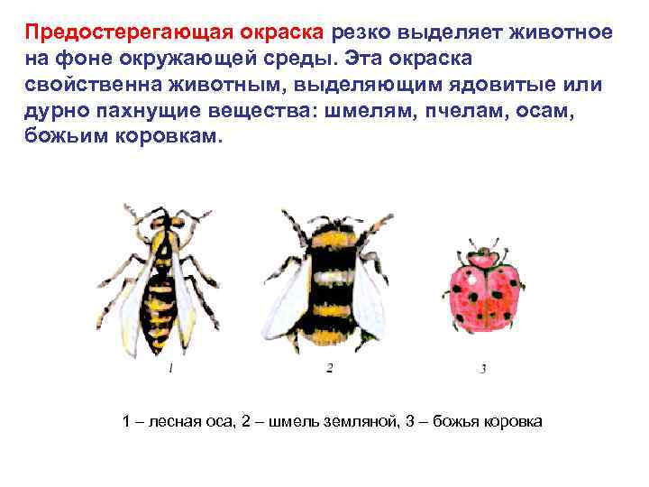 Предостерегающая окраска резко выделяет животное на фоне окружающей среды. Эта окраска свойственна животным, выделяющим