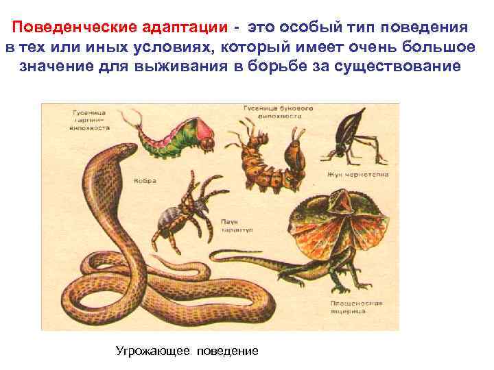 Адаптация насекомых презентация 9 класс