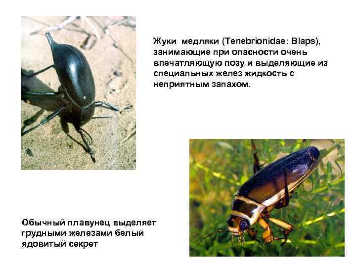 Развитие жука плавунца