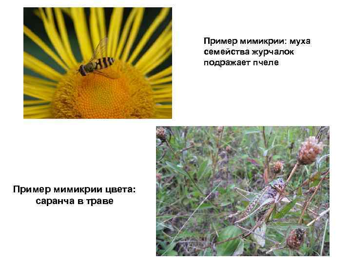 Пример мимикрии: муха семейства журчалок подражает пчеле Пример мимикрии цвета: саранча в траве 