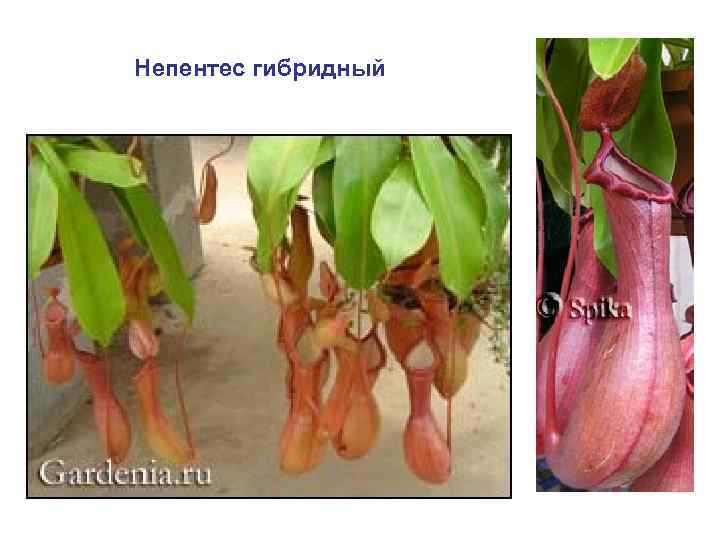 Непентес гибридный 