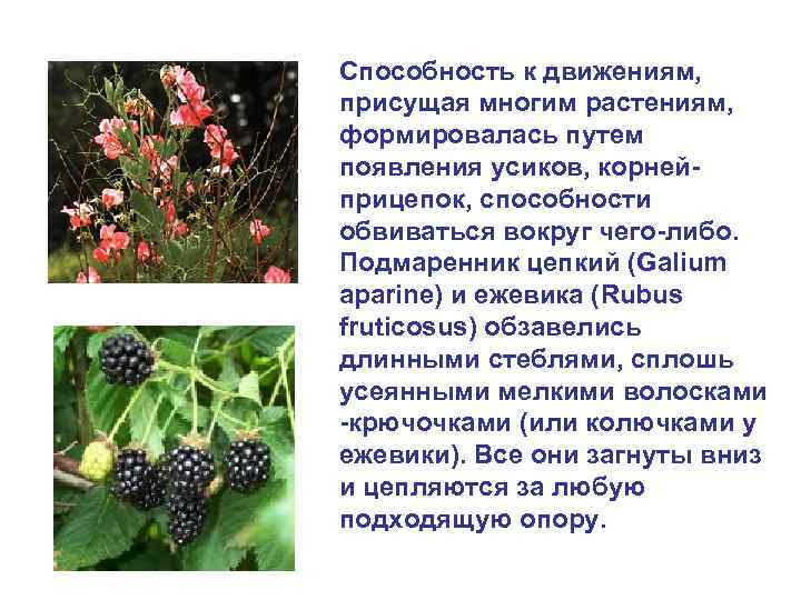 Способность к движениям, присущая многим растениям, формировалась путем появления усиков, корнейприцепок, способности обвиваться вокруг