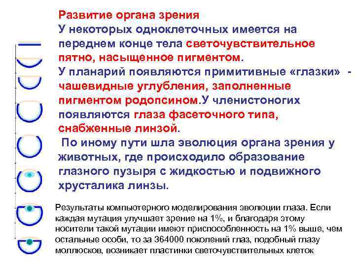 Развитие органа зрения У некоторых одноклеточных имеется на переднем конце тела светочувствительное пятно, насыщенное