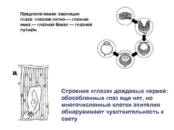Предполагаемая эволюция глаза: глазное пятно — глазная ямка — глазной бокал — глазной пузырь