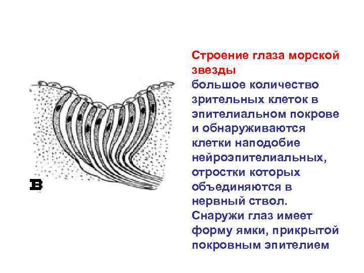Строение глаза морской звезды большое количество зрительных клеток в эпителиальном покрове и обнаруживаются клетки