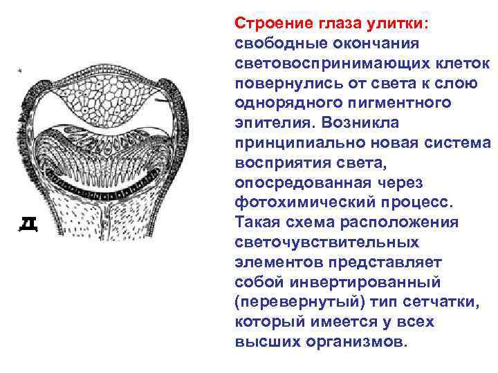  Строение глаза улитки: свободные окончания световоспринимающих клеток повернулись от света к слою однорядного